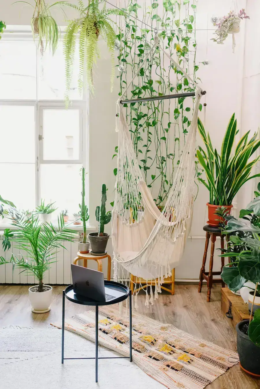 Indoor Plant Care and Home Organization Guide