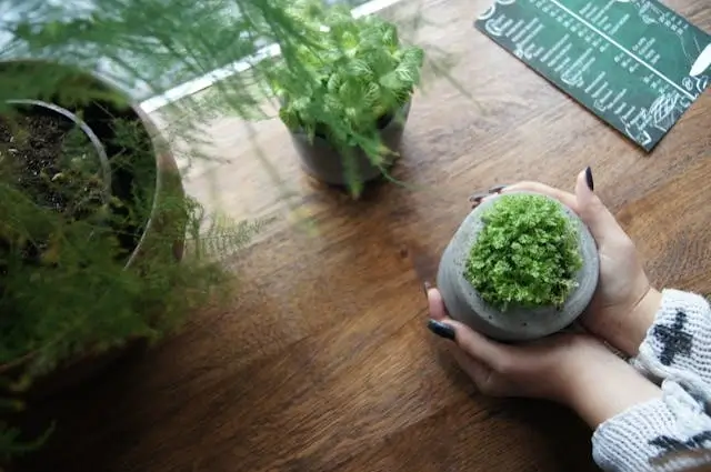 A collection of fresh kitchen windowsill herbs in white ceramic pots.